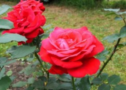Teahibrid rózsa / Dame de Coure